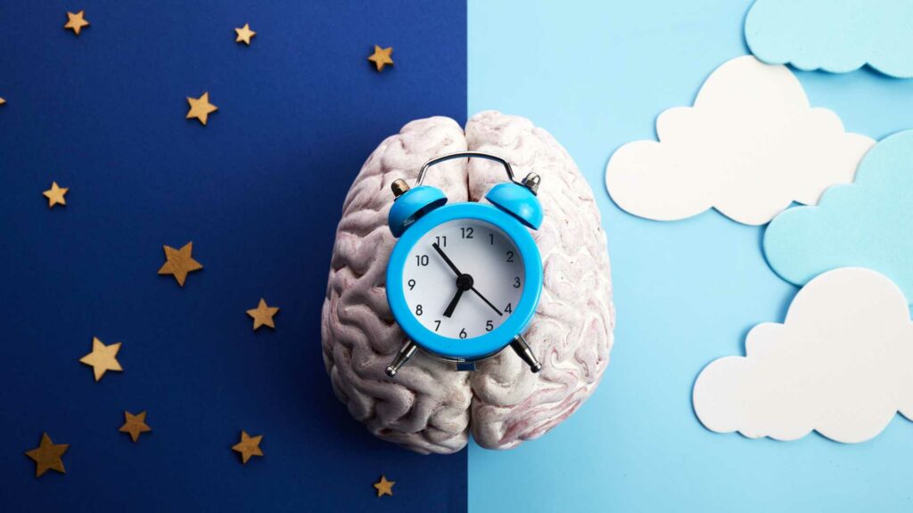 Schéma illustrant le rythme circadien avec alternance jour et nuit