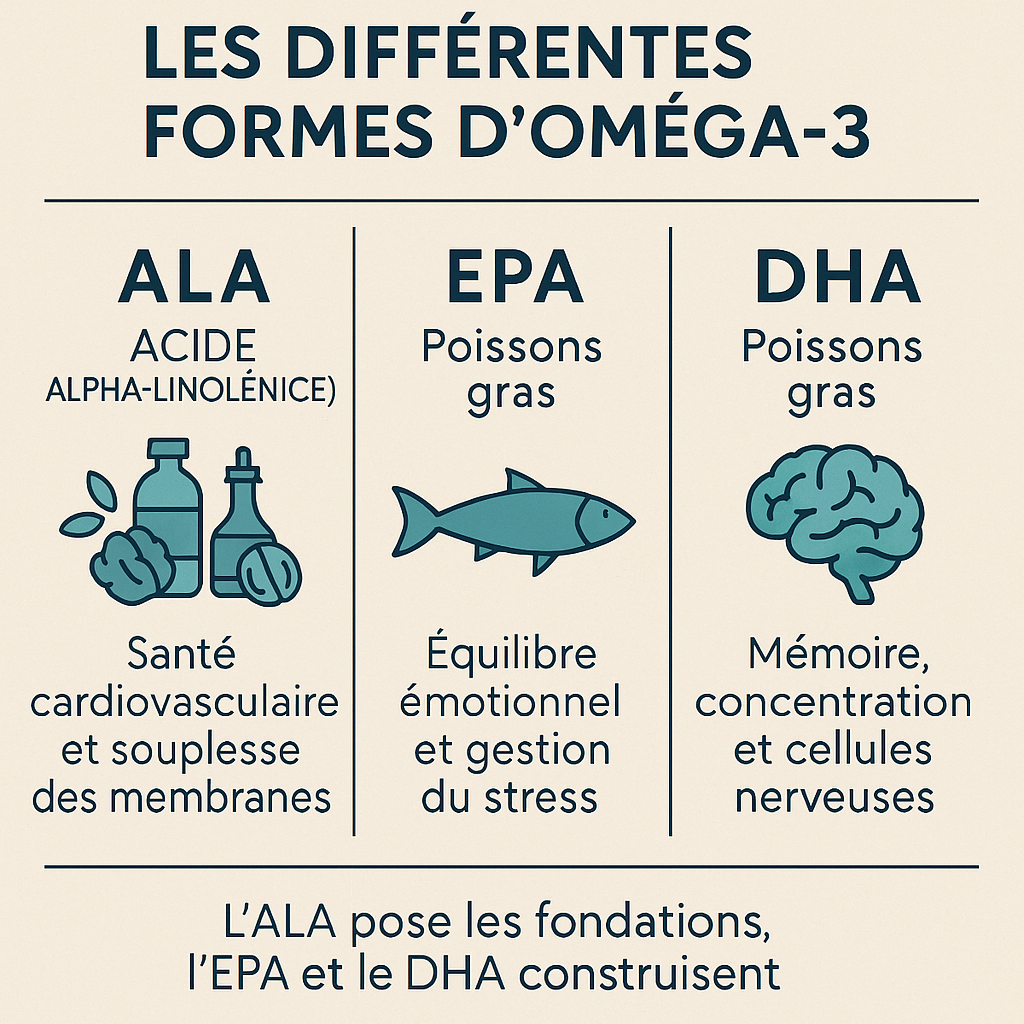 nfographie expliquant les trois formes d’oméga-3 : ALA, EPA et DHA, leurs sources et leurs rôles.